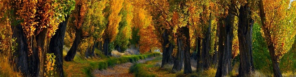 WangFei's Blog